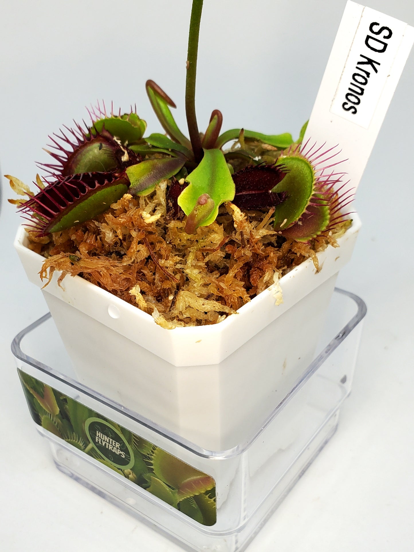 SD Kronos - Venus Flytrap Carnivorous Plant