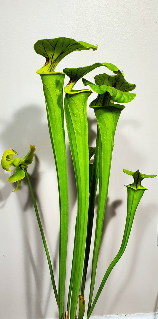 Pitcher Plant - Sarracenia Oreophila x flava Carnivorous Live Plant
