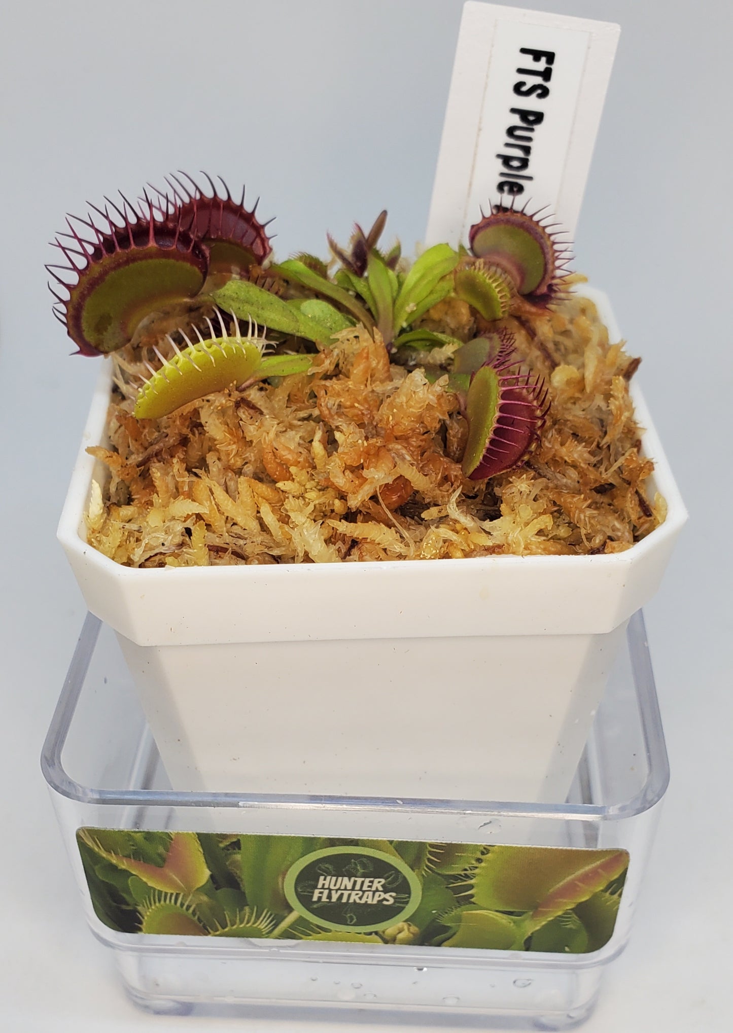 FTS Purple Ambush - Venus Flytrap Carnivorous Plant