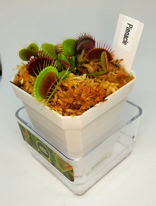 Pinnacle - Venus Flytrap Carnivorous Plant