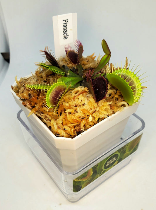 Pinnacle - Venus Flytrap Carnivorous Plant