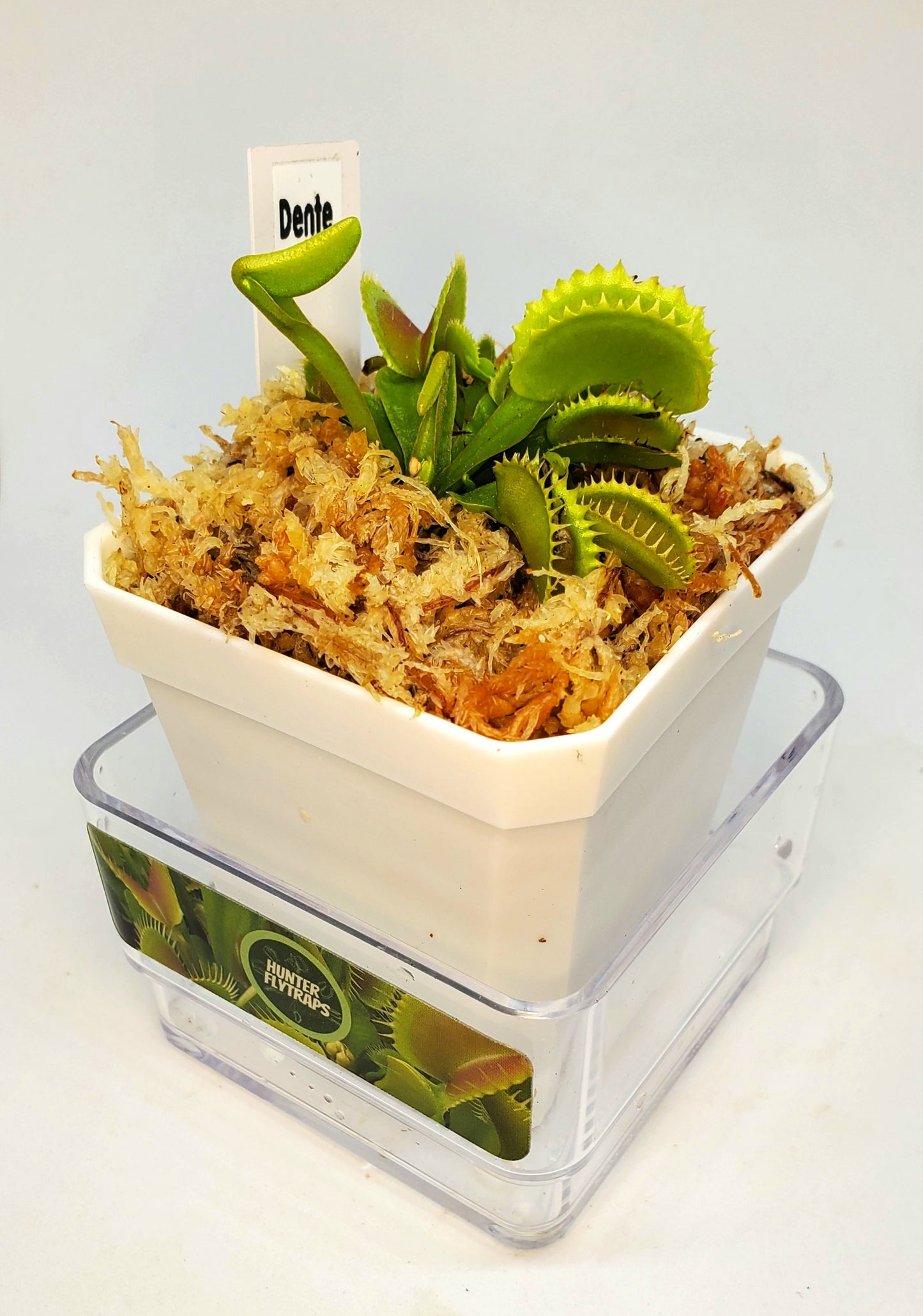 Dente - Venus Flytrap Carnivorous Plant