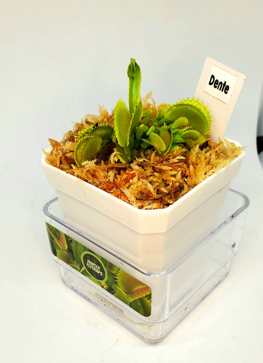 Dente - Venus Flytrap Carnivorous Plant
