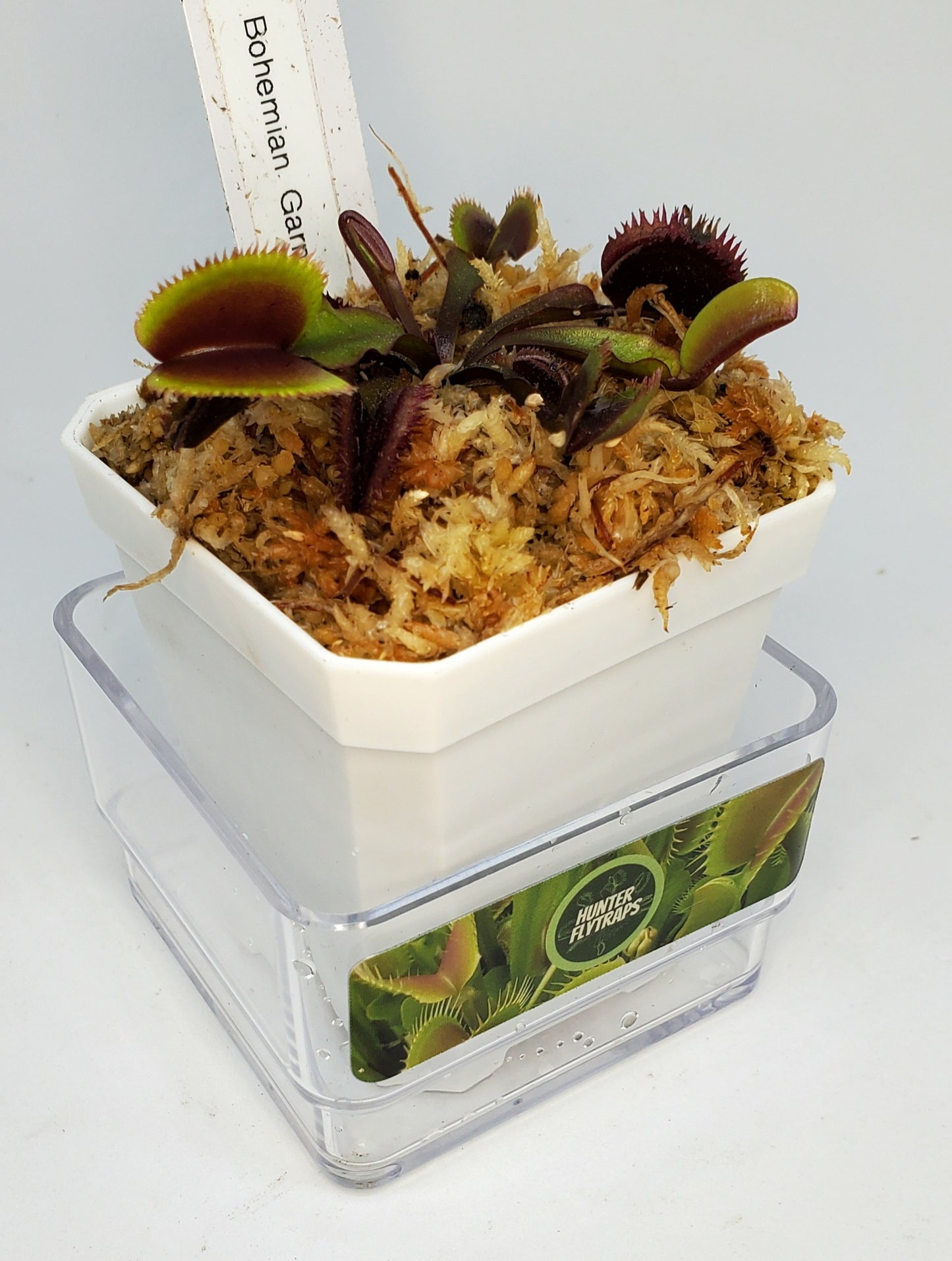 Bohemian Garnet - Venus Flytrap Carnivorous Plant