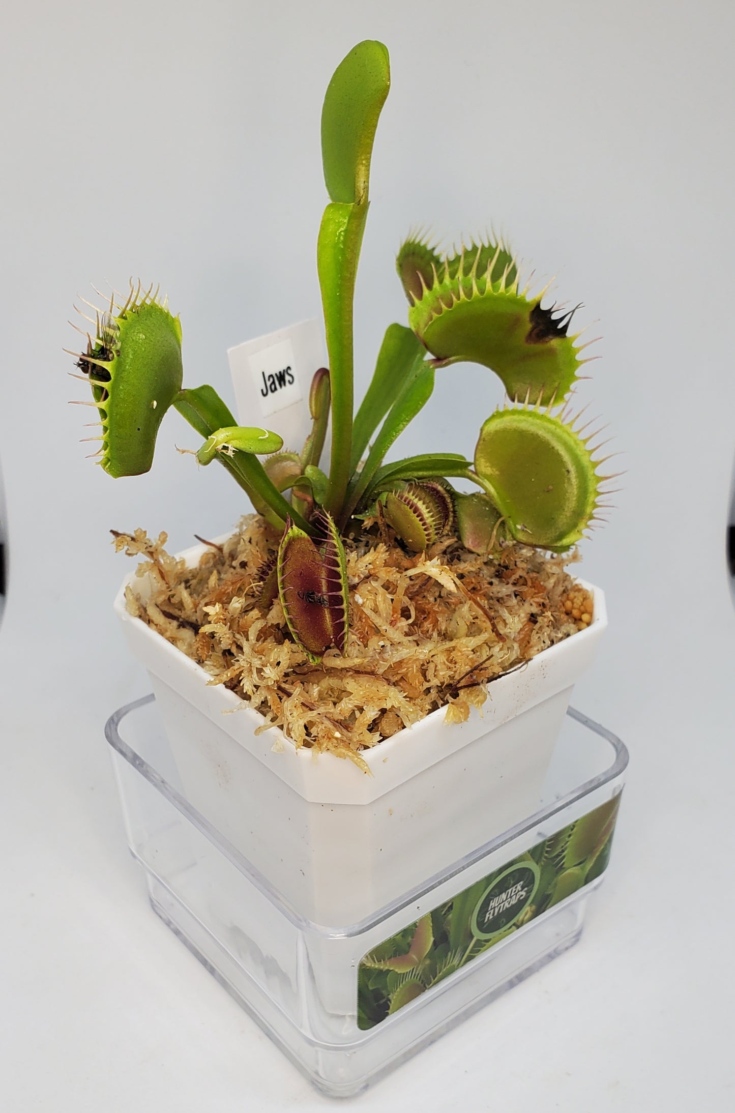 Jaws - Venus Flytrap Carnivorous Plant