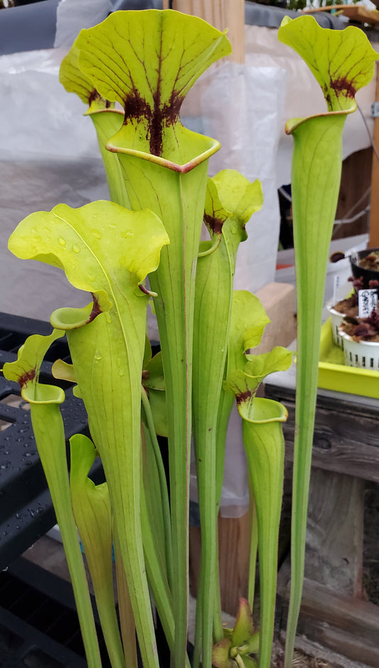 Pitcher Plant - Sarracenia Flava var Rugelli Hybrid Carnivorous Live Plant