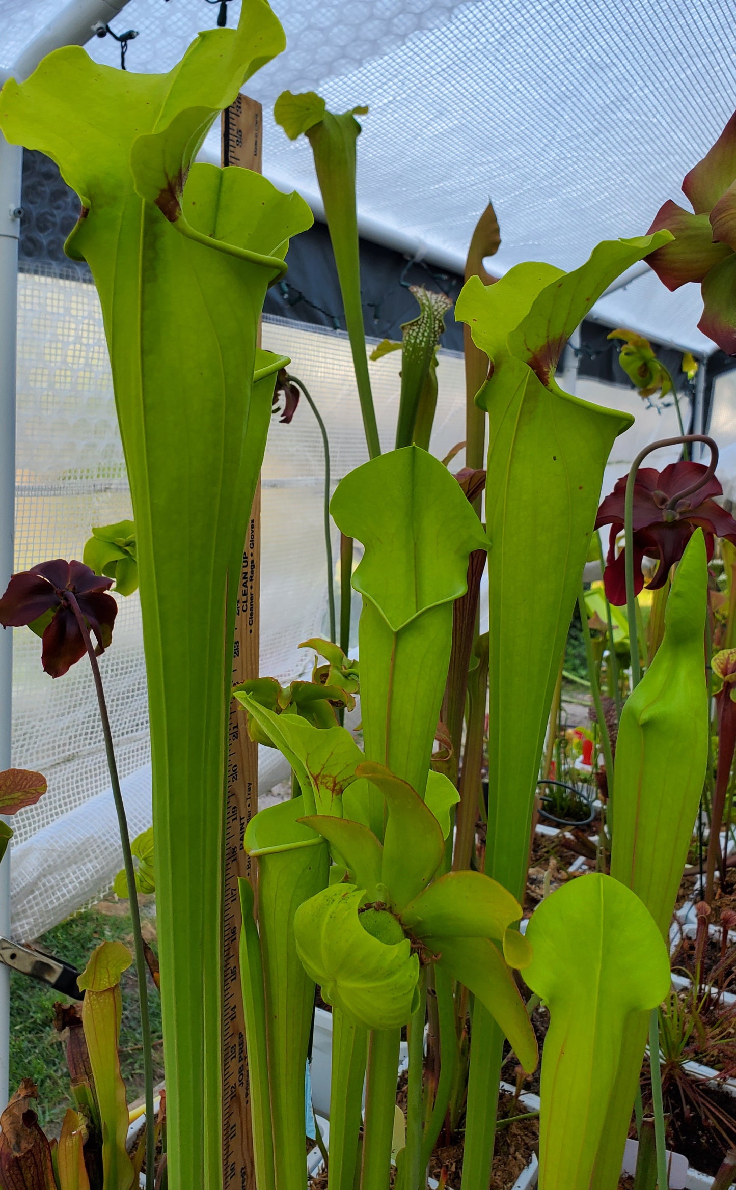 Pitcher Plant - Sarracenia Flava var Rugelli hybrid Carnivorous Live plant