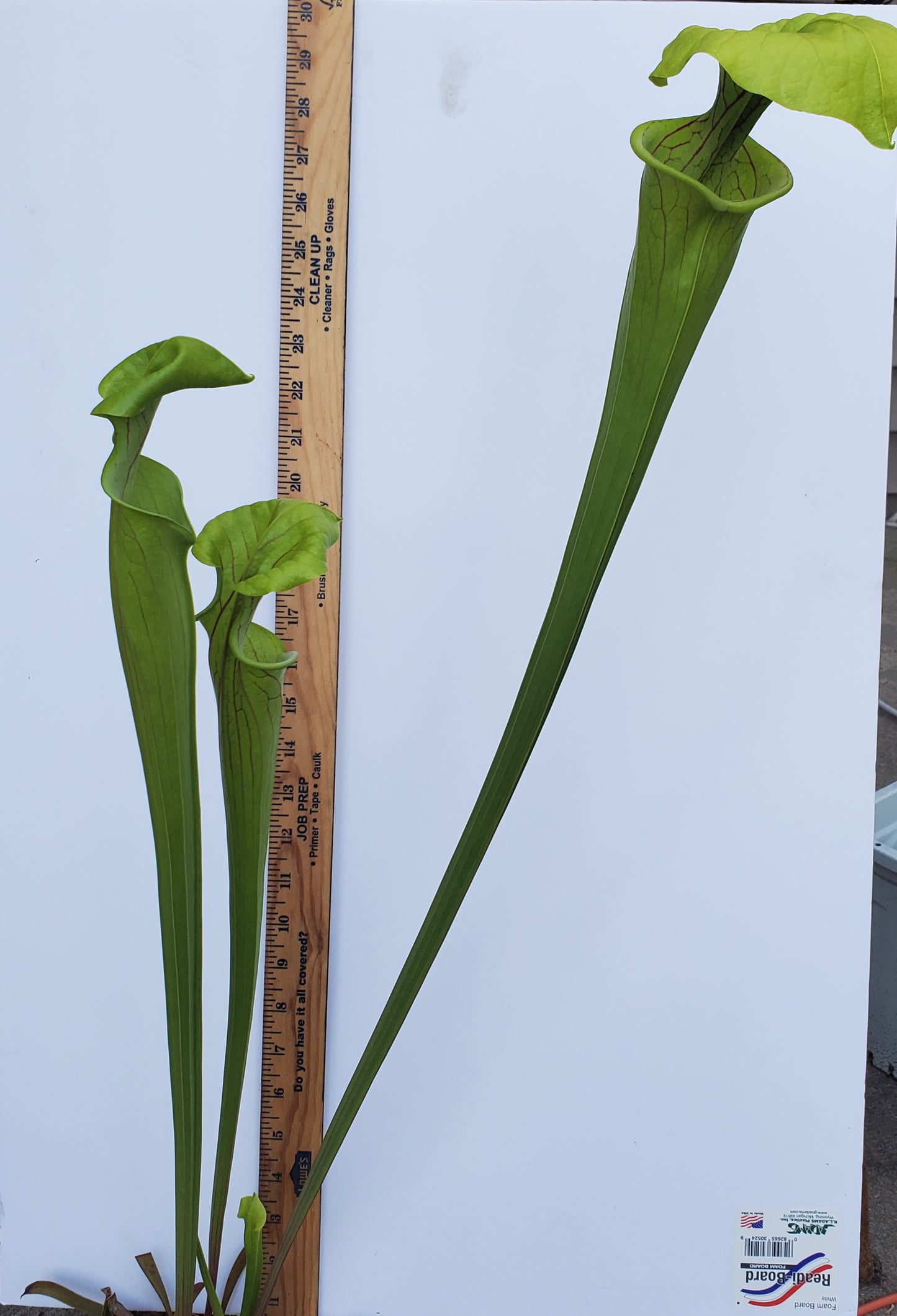 Pitcher Plant - Sarracenia Oreophila x flava Carnivorous Live plant