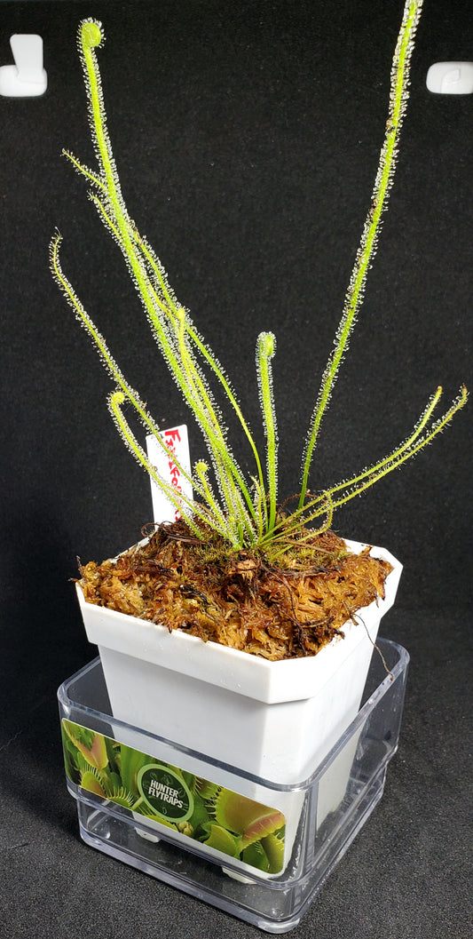 Drosera Filiformis Tracyi - Thread leaved sundew