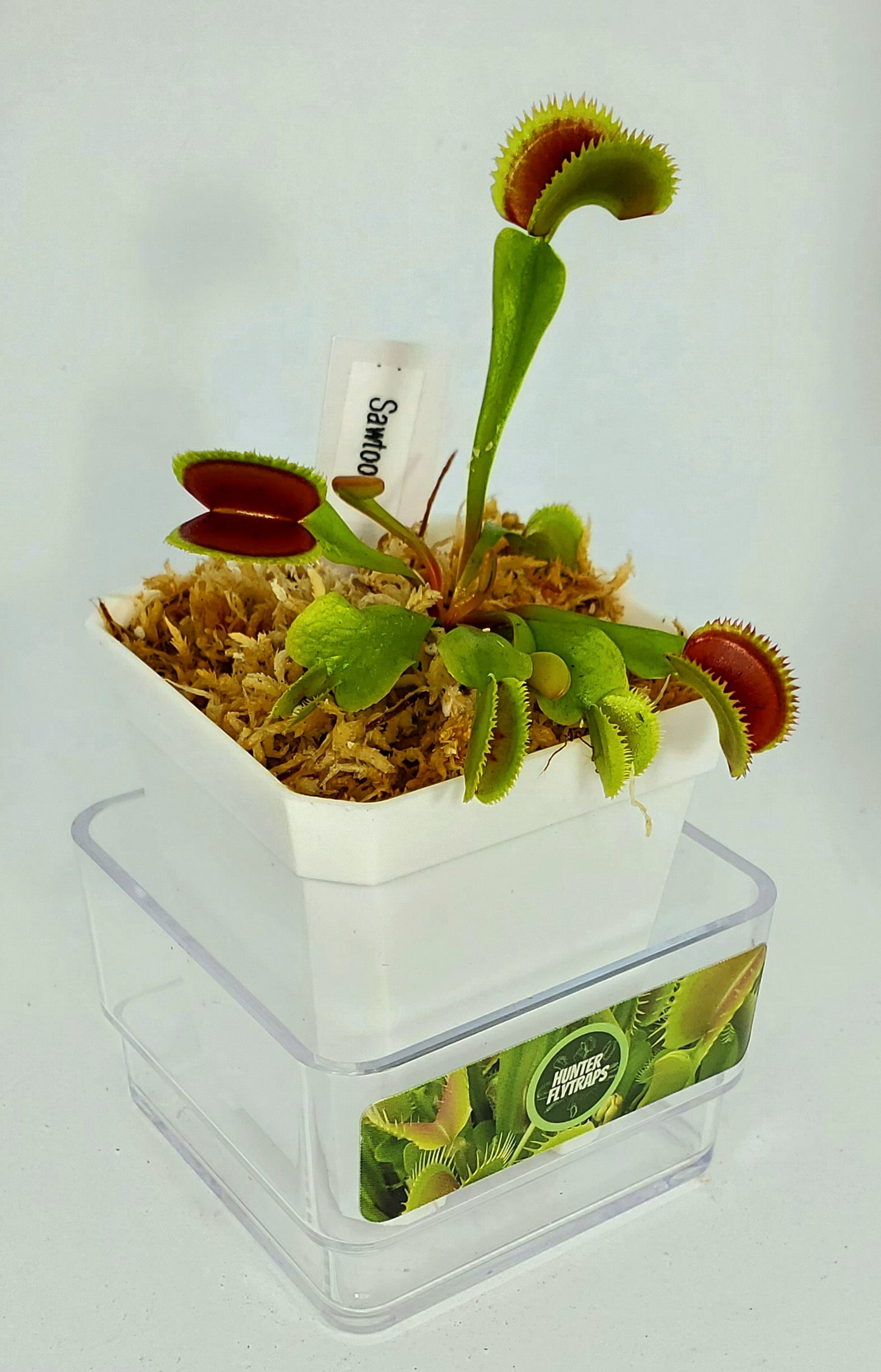 Sawtooth - Venus Flytrap Carnivorous Plant