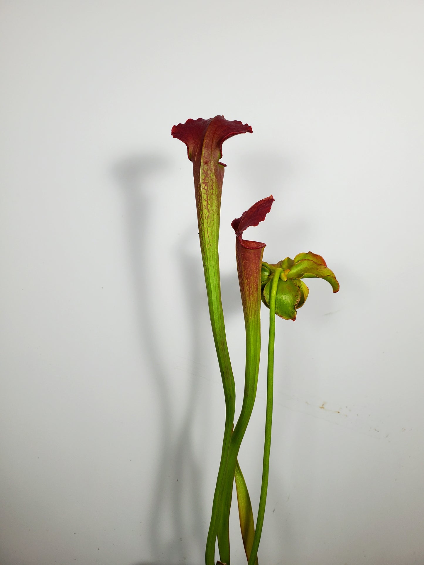 Pitcher Plant - Sarracenia Excellens x flava maxima x leucophylla Carnivorous Live plant