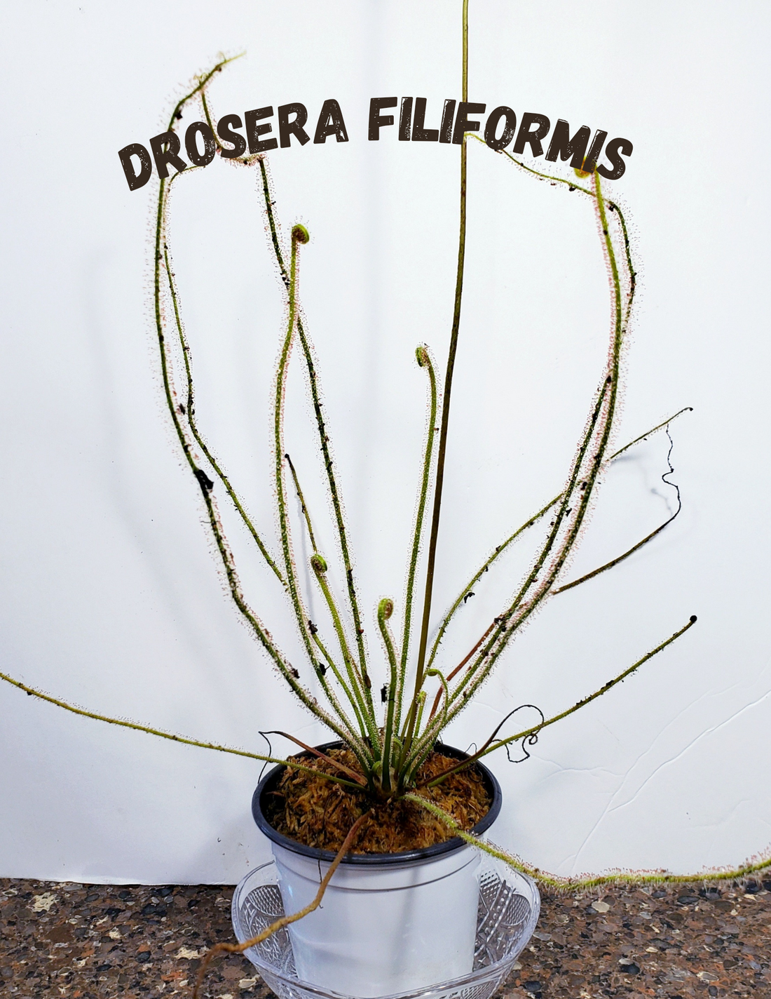Drosera Filiformis - Thread leaved sundew large – Hunter Flytraps