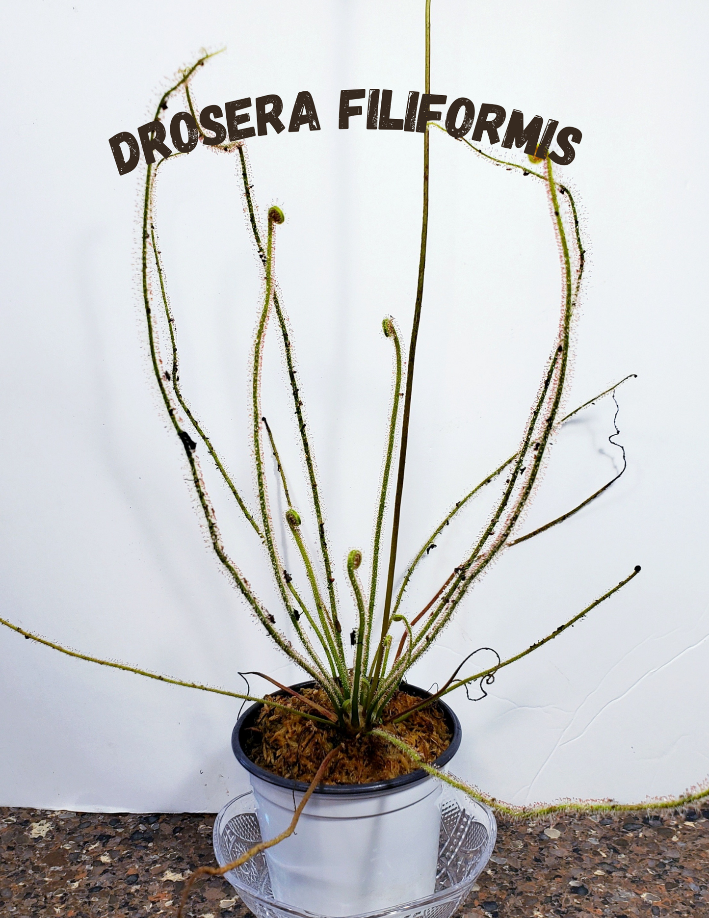 Drosera Filiformis - Thread leaved sundew