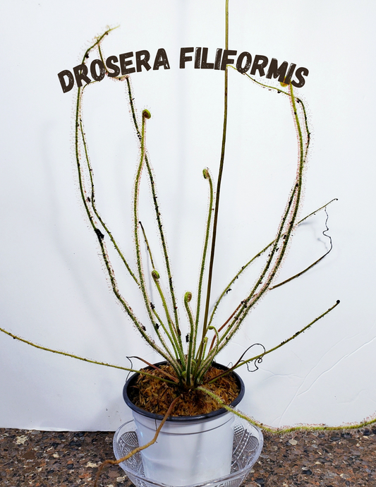 Drosera Filiformis - Thread leaved sundew large