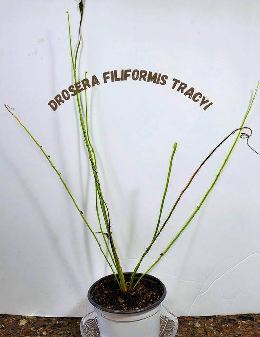 Drosera Filiformis Tracyi - Thread Leaved Sundew Large