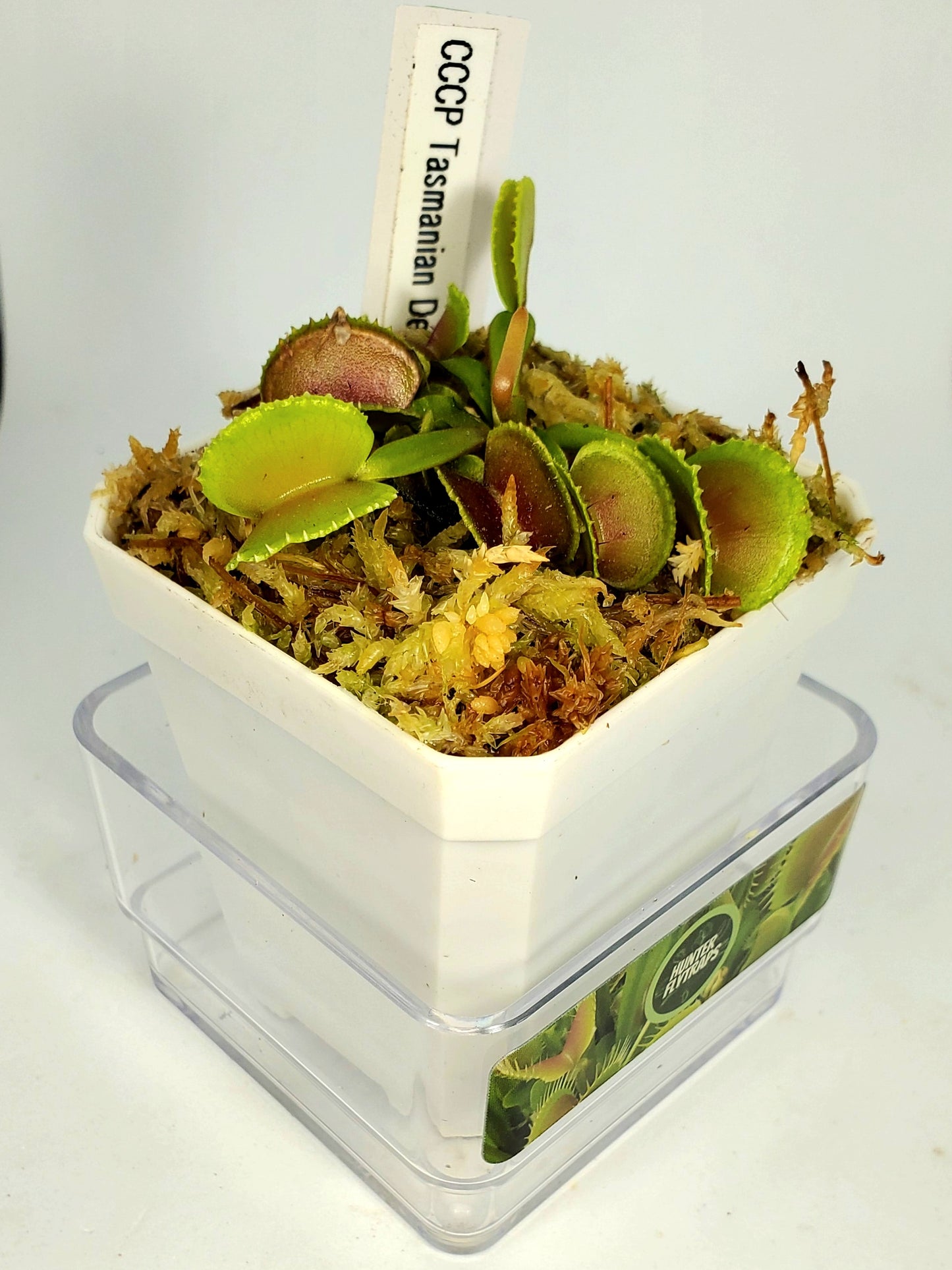 CCCP Tazmanian Devil - Venus Flytrap Carnivorous Plant