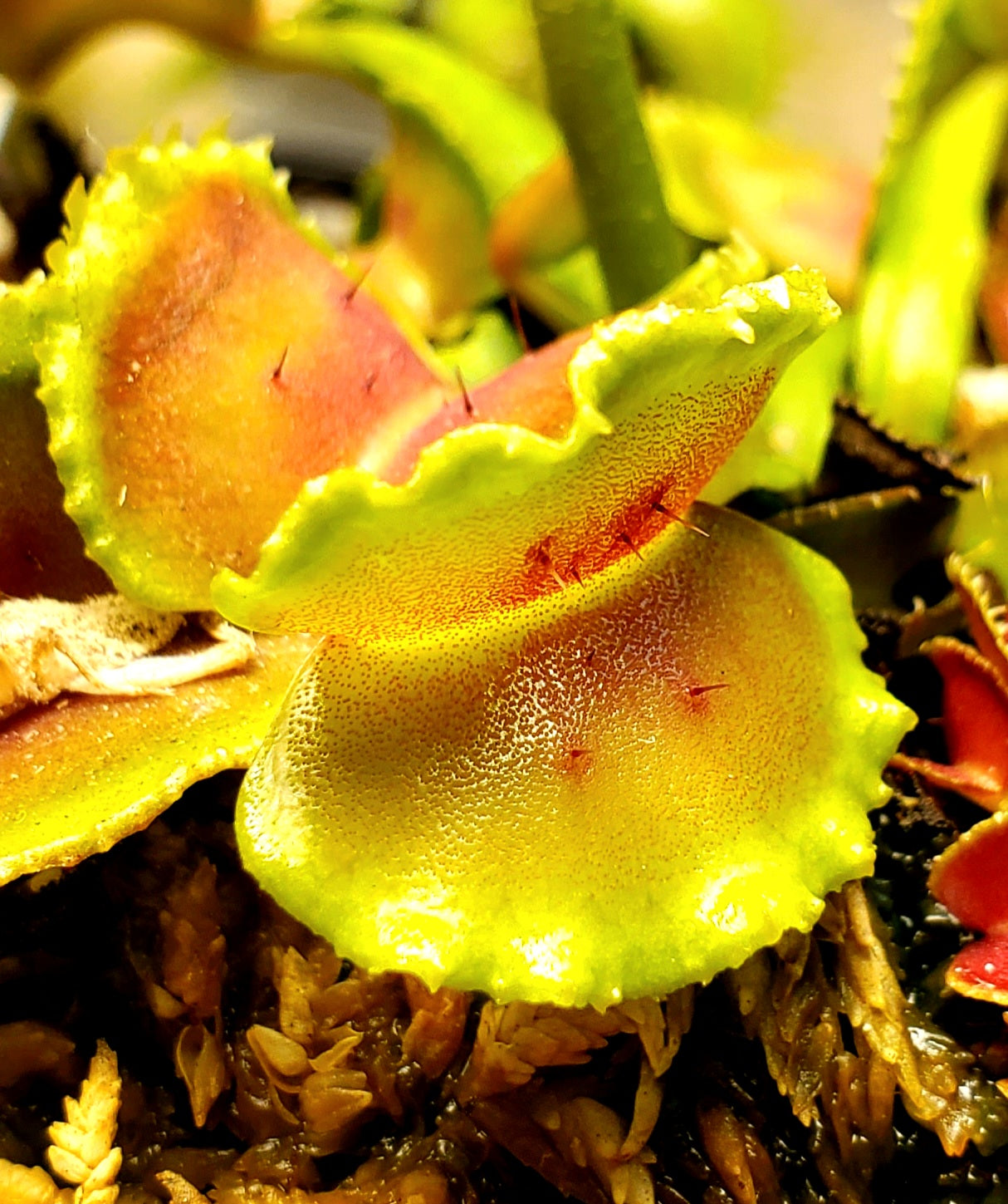 CCCP Tazmanian Devil - Venus Flytrap Carnivorous Plant