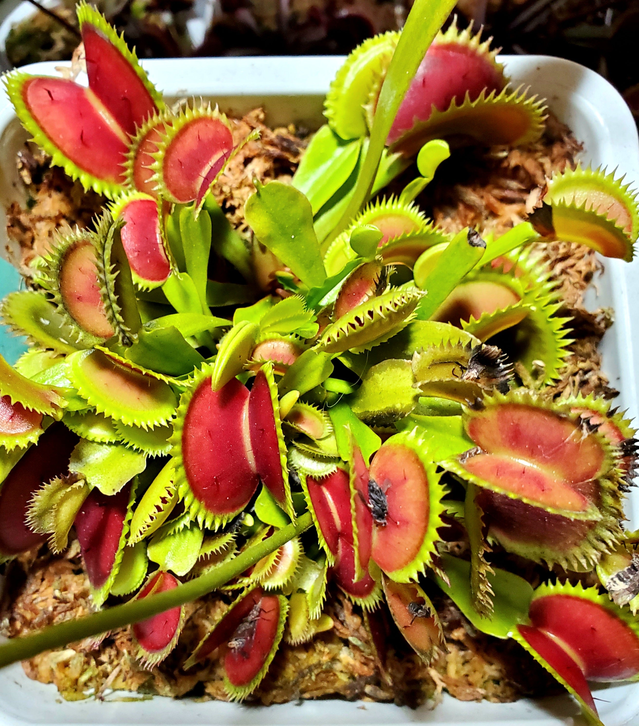 UK Sawtooth II - Venus Flytrap Carnivorous Plant – Hunter Flytraps