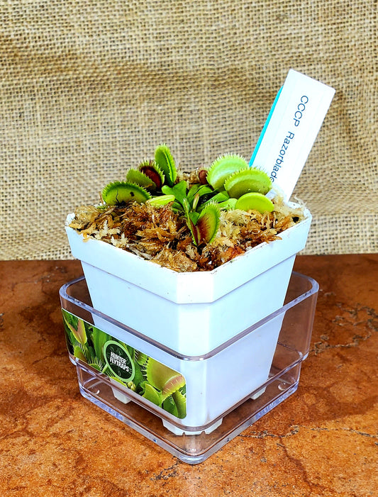 CCCP Razorblade - Venus Flytrap Carnivorous Plant
