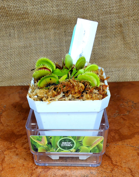 CCCP Razorblade - Venus Flytrap Carnivorous Plant