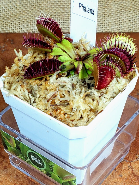 Phalanx - Venus Flytrap Carnivorous Plant