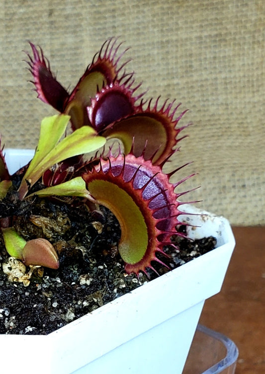 Hunter Flytraps Dorothy's Ruby Red Rippers - Venus Flytrap Carnivorous Live Plant