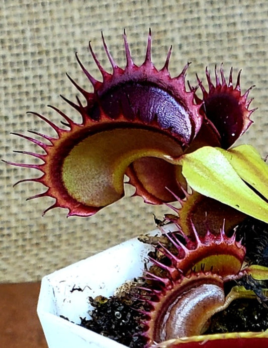 Hunter Flytraps Dorothy's Ruby Red Rippers - Venus Flytrap Carnivorous Live Plant