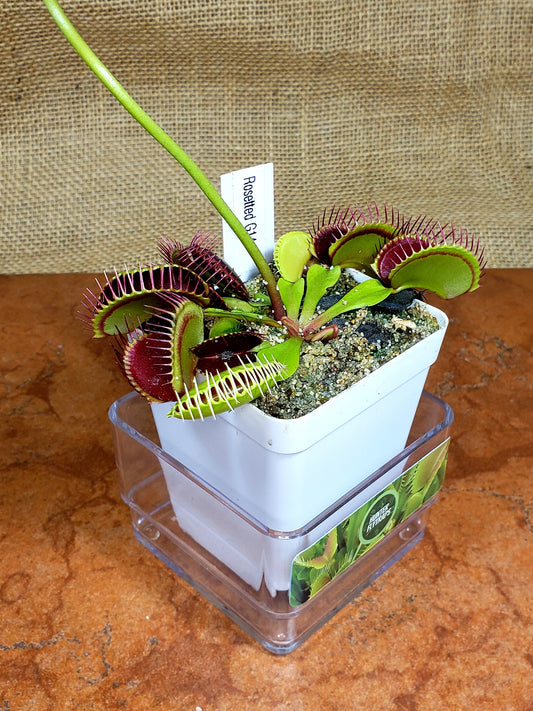 G14 Rosetted- Venus Flytrap Carnivorous Plant