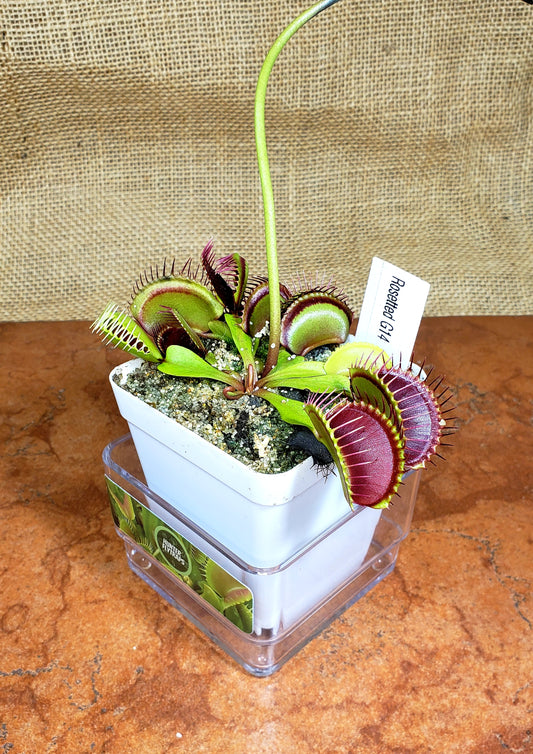 G14 Rosetted- Venus Flytrap Carnivorous Plant