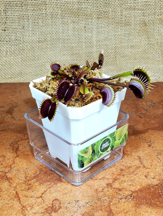 CCCP Red Sangria - Venus Flytrap Carnivorous Plant