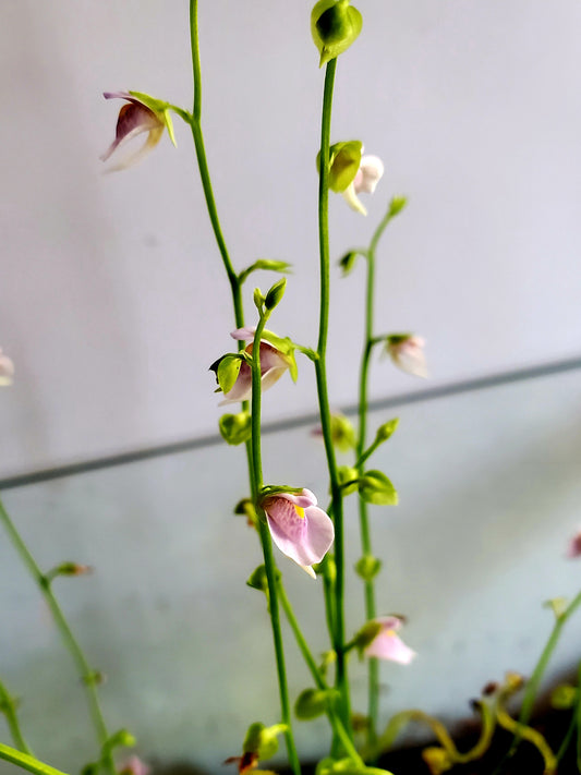 Bladderwort Utricularia Calycifida - Carnivorous Plant