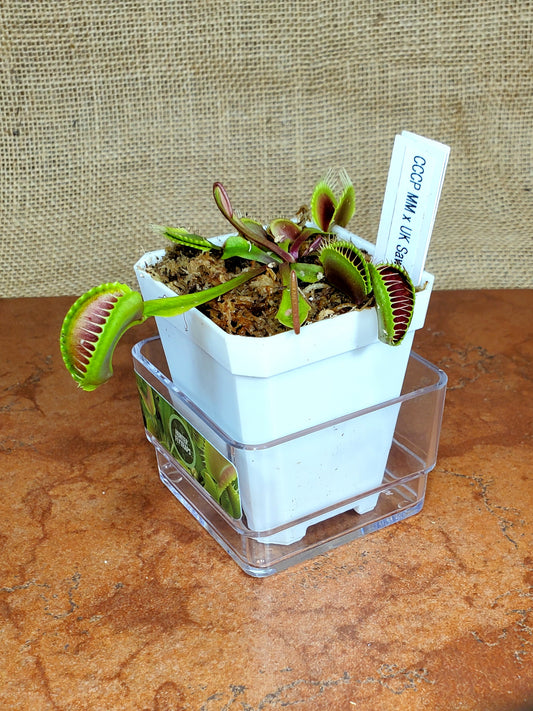 CCCP Maroon Monster x UK Sawtooth II - Venus Flytrap Carnivorous Plant