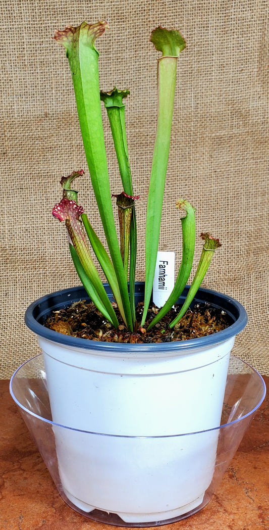 Pitcher Plant - Sarracenia Farnhamii Carnivorous Live Plant