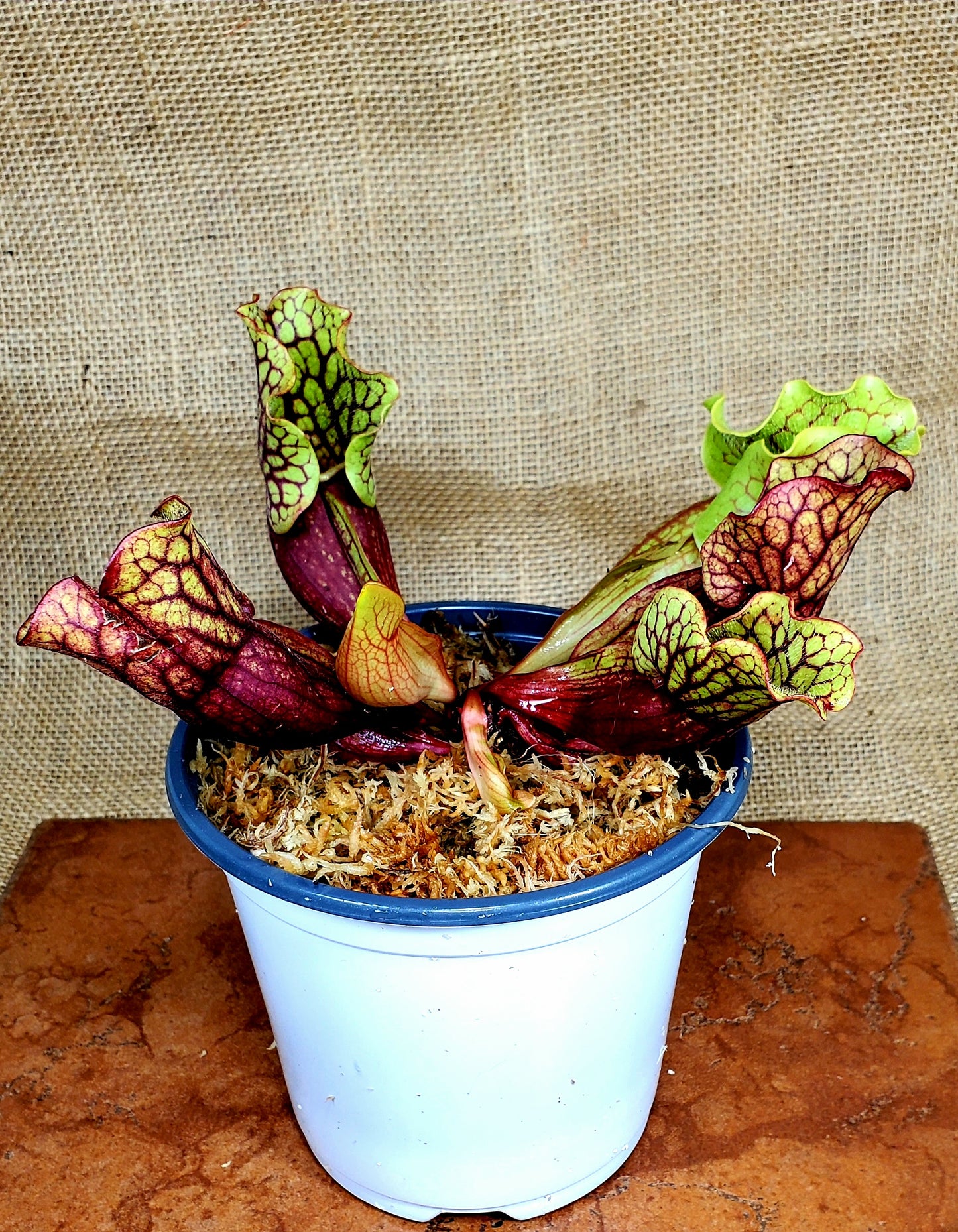 Sarracenia Purpurea Venosa Tattnall Co, GA 5" potted live plant