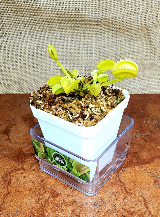 CCCP Wolverine Venus Flytrap Carnivorous Plant