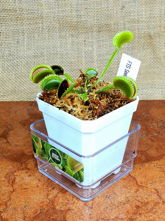 FTS Seedgrown - Venus Flytrap Carnivorous Plant