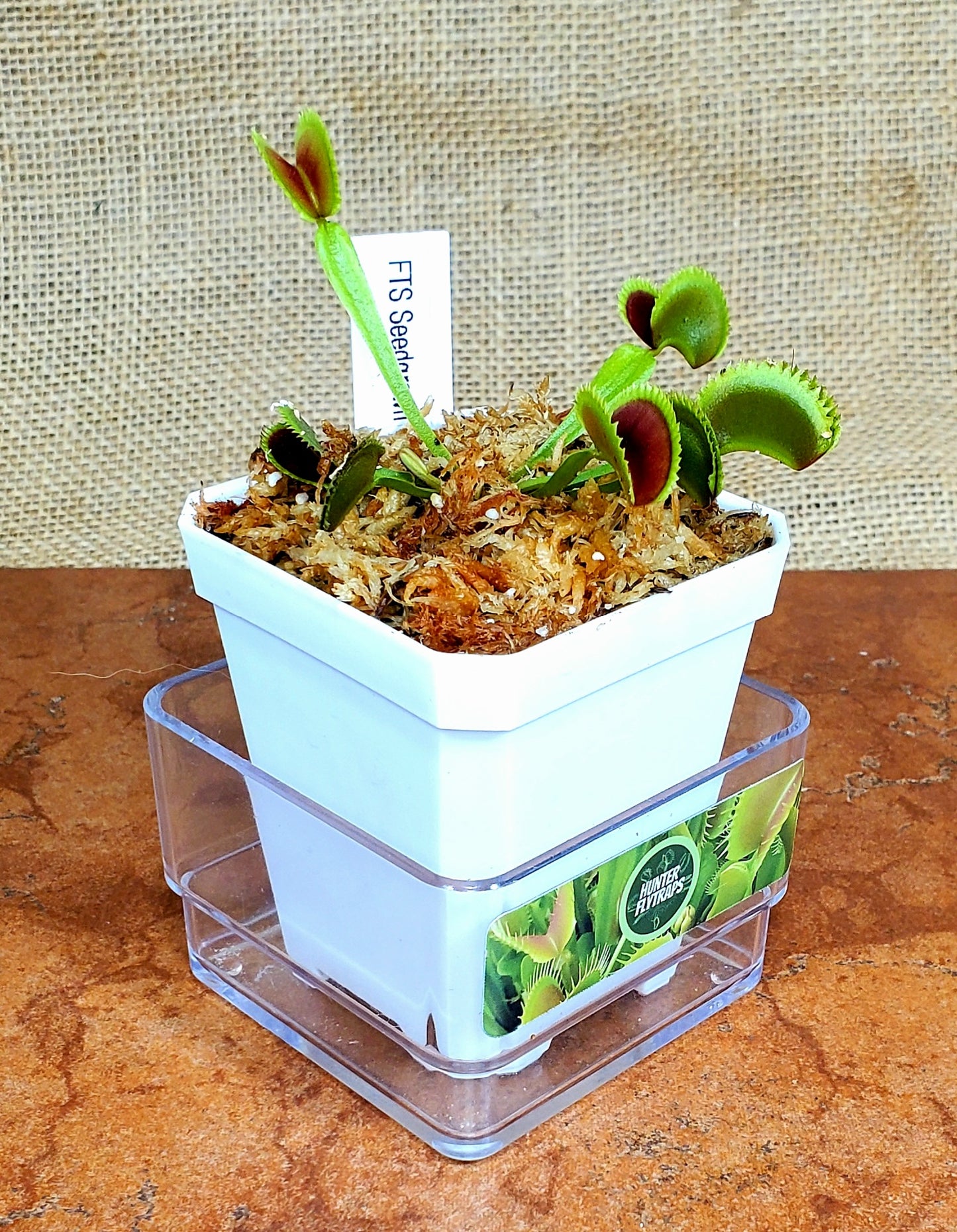 FTS Seedgrown - Venus Flytrap Carnivorous Plant