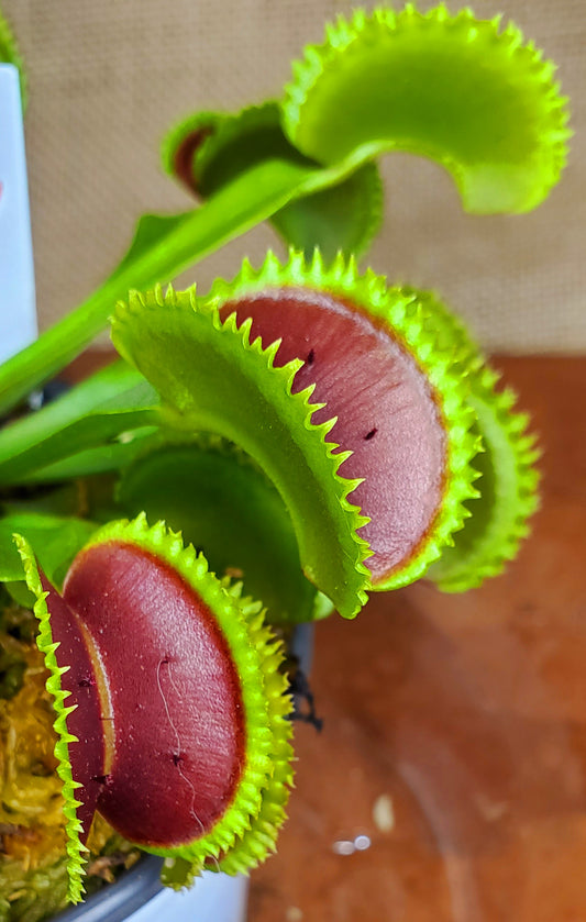 FTS Seedgrown - Venus Flytrap Carnivorous Plant