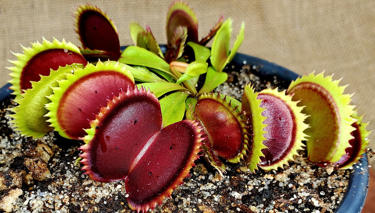 Hunter Flytraps "Nibbler" Jaws x Jaws 2020 #1 - Venus Flytrap Carnivorous Plant