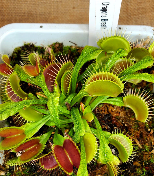 Dragon's Breath - Venus Flytrap Carnivorous Plant