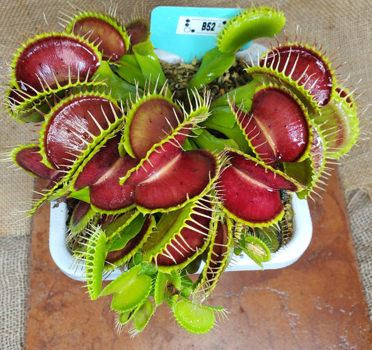 B52 - Venus Flytrap Carnivorous Plant Large Adult Mature