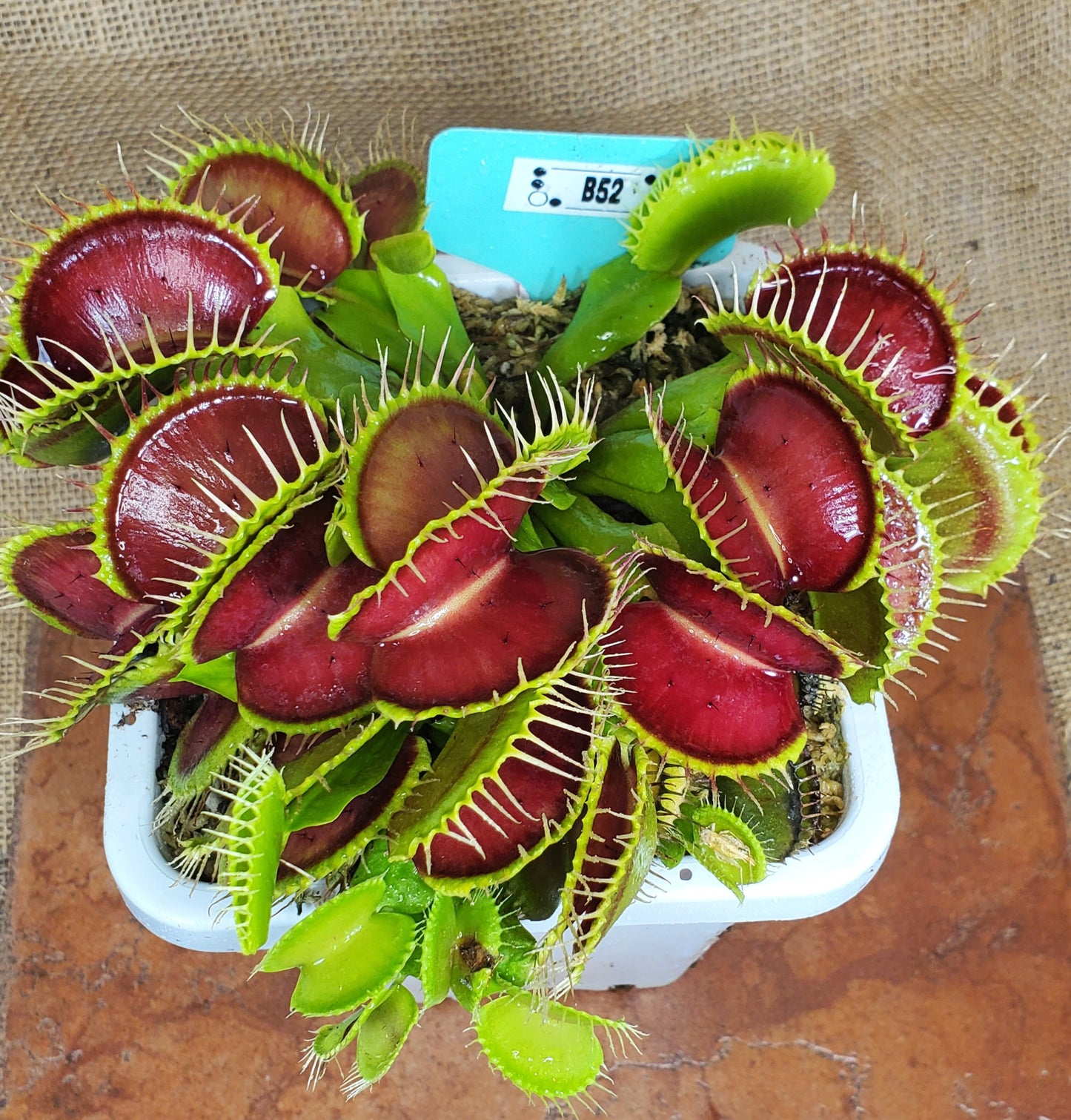 B52 - Venus Flytrap Carnivorous Plant Young Adult