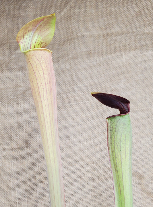 Pitcher Plant - Sarracenia Alata Dark Carnivorous Live Plant