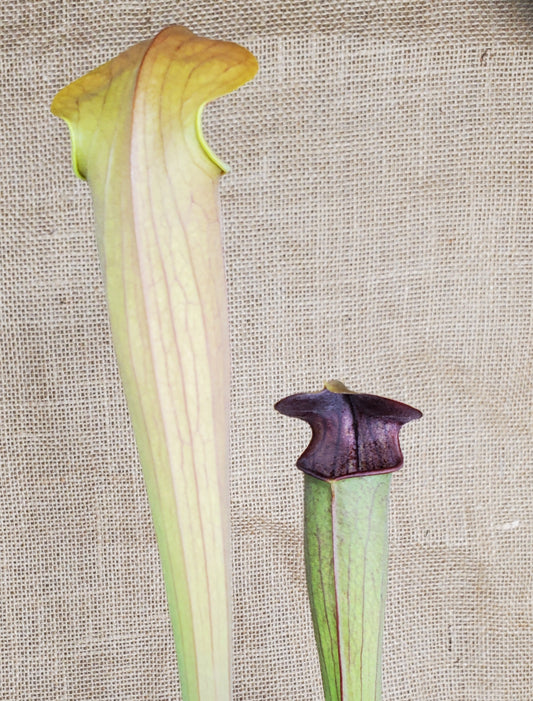 Pitcher Plant - Sarracenia Alata Dark Carnivorous Live Plant