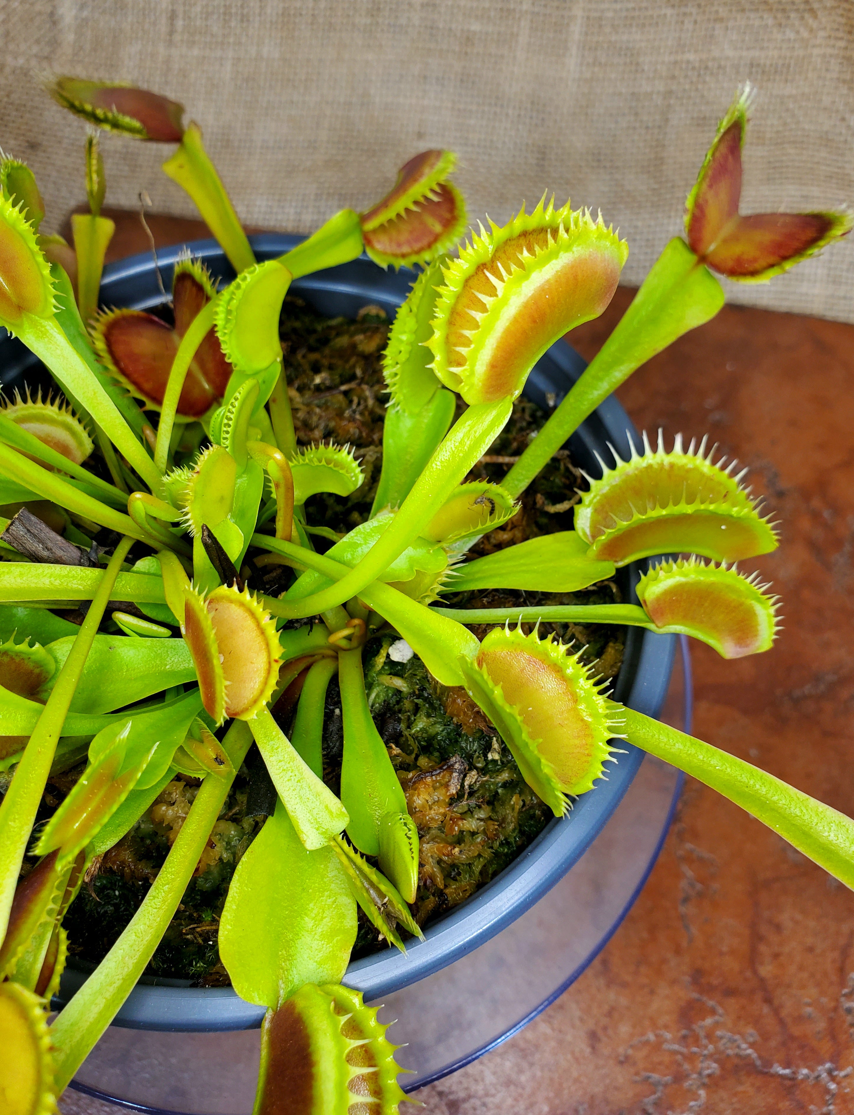 CCCP Toxic - Venus Flytrap Carnivorous Plant – Hunter Flytraps