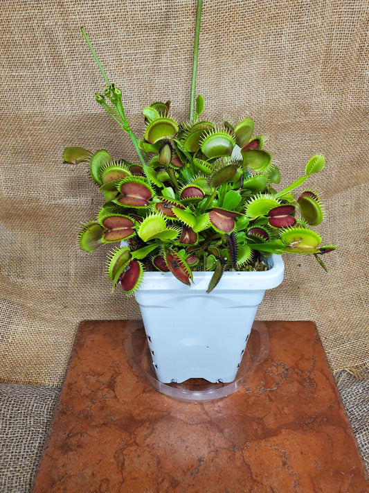 Hunter Flytraps B52 x Jaws 2020 #1 - Venus Flytrap Carnivorous Plant