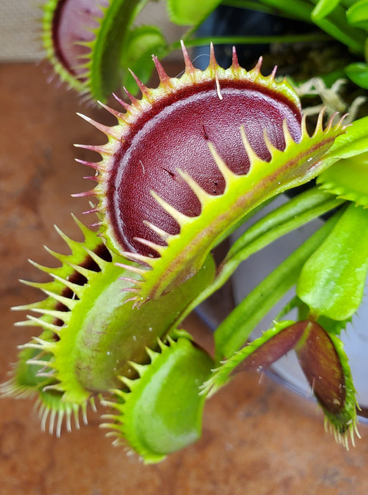 Hunter Flytraps B52 x Jaws 2020 #3 - Venus Flytrap Carnivorous Plant