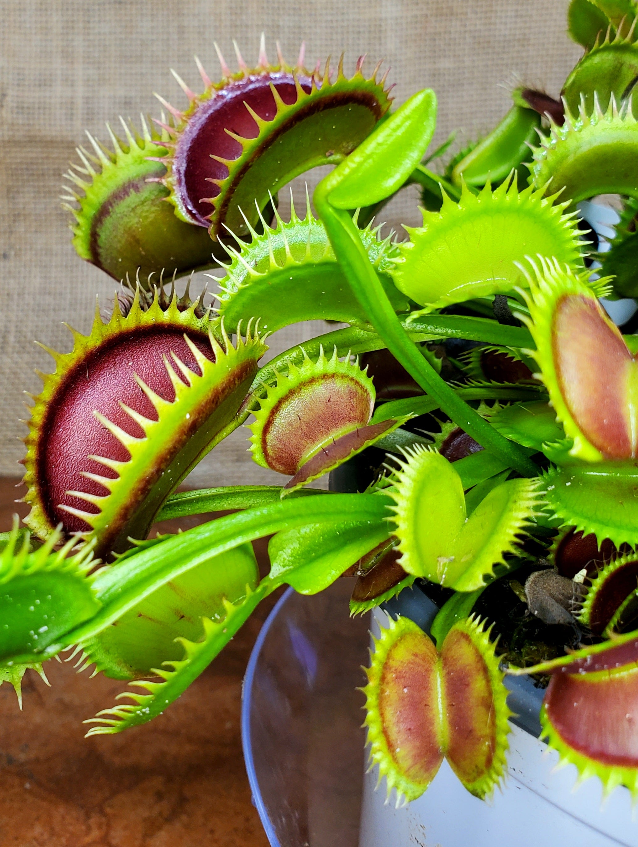 Hunter Flytraps B52 x Jaws 2020 #3 - Venus Flytrap Carnivorous Plant