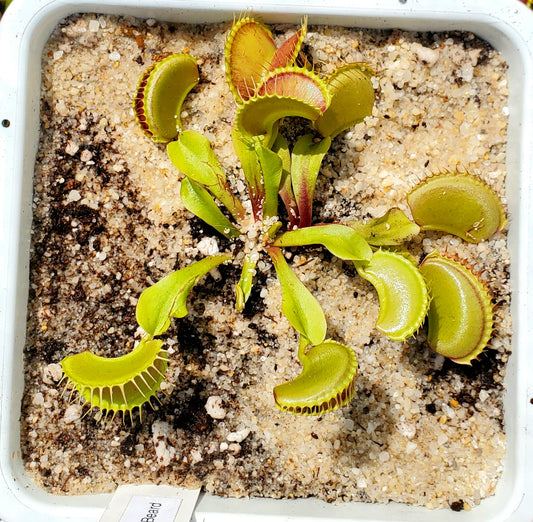 St. Patrick's Beard - Venus Flytrap Carnivorous Live Plant