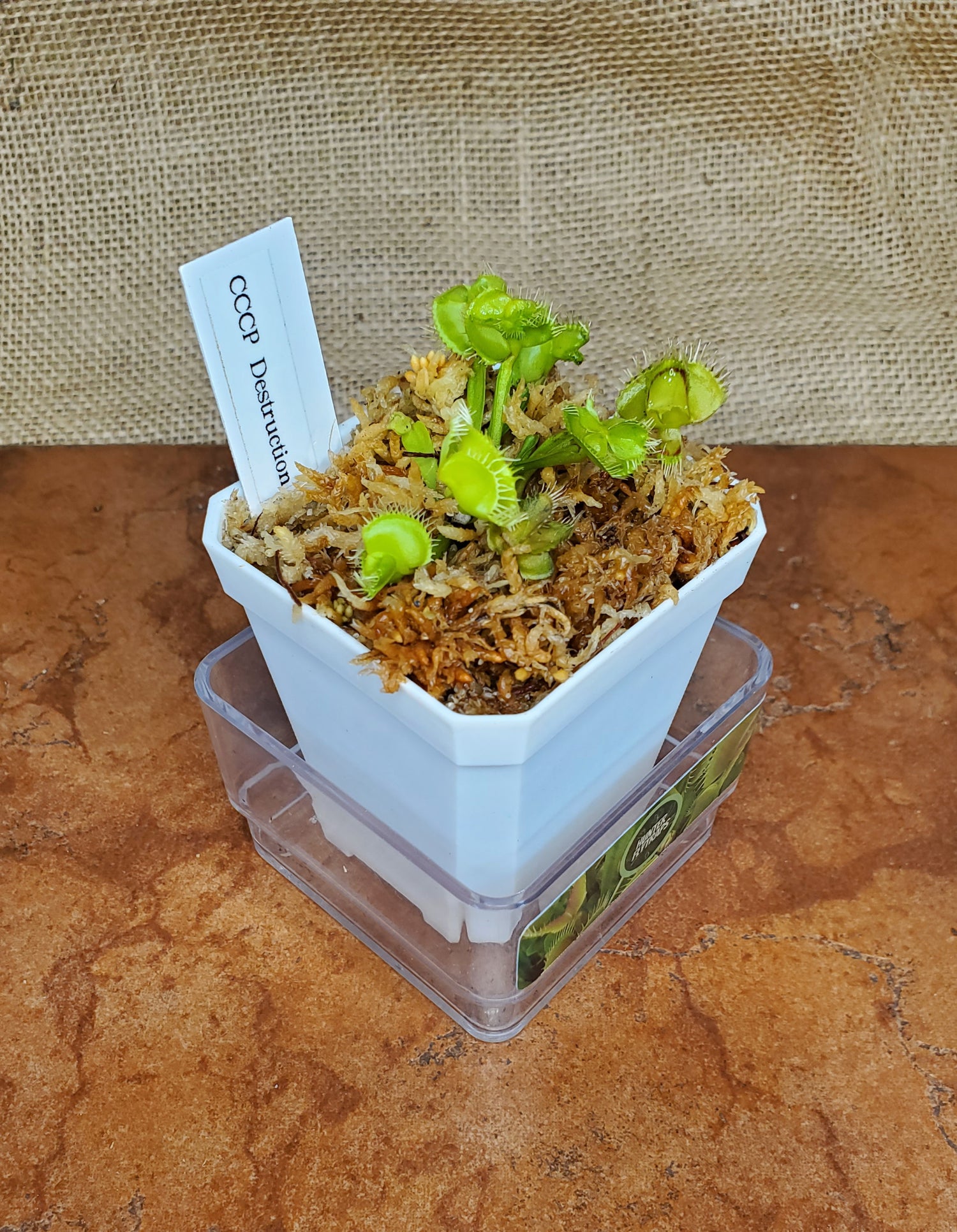 cactus soil for venus fly trap CCCP Destruction